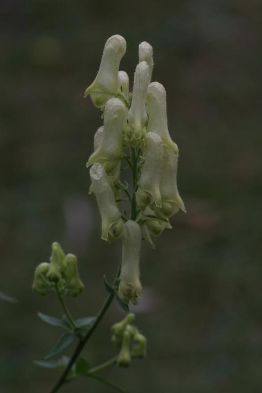 Aconitum vulparia, 18 ao�t 2004, Gavarnie (65)