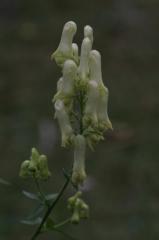Aconitum vulparia, 18 ao�t 2004, Gavarnie (65)