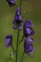 Aconitum napellus, 18 ao�t 2004, Gavarnie (65)