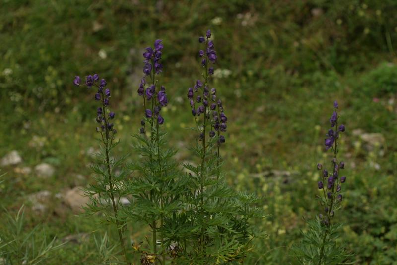 Aconitum napellus, 18 ao�t 2004, Gavarnie (65)