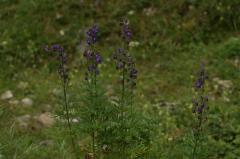 Aconitum napellus, 18 ao�t 2004, Gavarnie (65)
