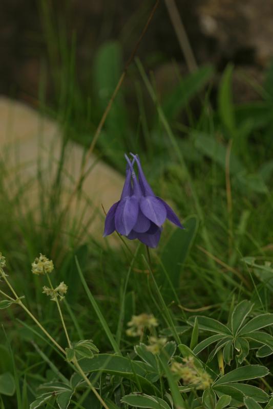 Aquilegia pyrena�ca, 18 ao�t 2004, Gavarnie (65)