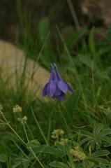 Aquilegia pyrena�ca, 18 ao�t 2004, Gavarnie (65)