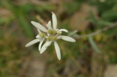 Leontopodium alpinum, 18 ao�t 2004, Gavarnie (65)