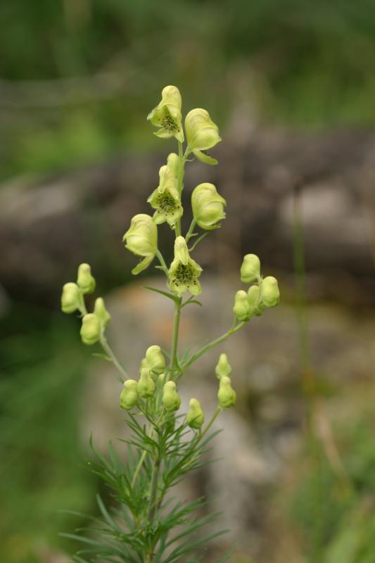 Aconitum anthora, 18 ao�t 2004, Gavarnie (65)