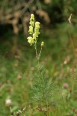 Aconitum anthora, 18 ao�t 2004, Gavarnie (65)