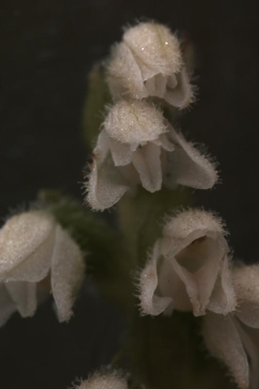 Goodyera repens, 18 ao�t 2004, Gavarnie (65)