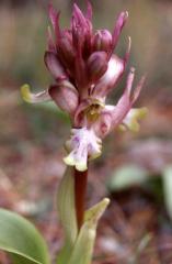 Barlia robertiana, 28 f�vrier 1999, St-Guilhem-le-D�sert (34)