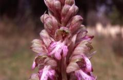 Barlia robertiana, 14 mars 1999, St-Guilhem-le-D�sert (34)