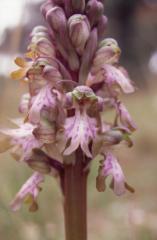 Barlia robertiana, 14 mars 1999, St-Guilhem-le-D�sert (34)