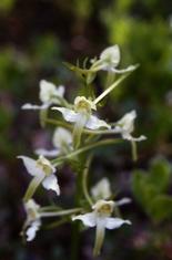 Platanthera chlorantha, 12 juin 1999 La Mal�ne (48)