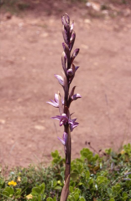 Limodorum abortivum, 12 juin 1999 La Mal�ne (48)