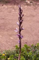 Limodorum abortivum, 12 juin 1999 La Mal�ne (48)