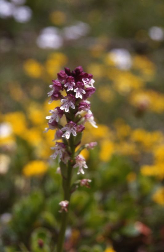 Orchis ustulata, 12 juin 1999 La Mal�ne (48)