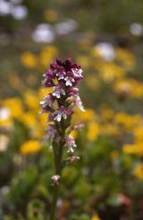 Orchis ustulata, 12 juin 1999 La Mal�ne (48)