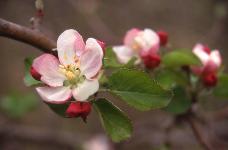 Malus sylvestris, 25 mars 2000, Restincli�res (34)