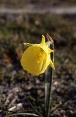 Narcissus bulbocodium, 25 f�vrier 2001, Morcenx (40)