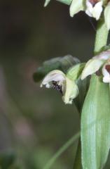 Epipactis helleborine, 26 juin 2001 Causse M�jean (48)