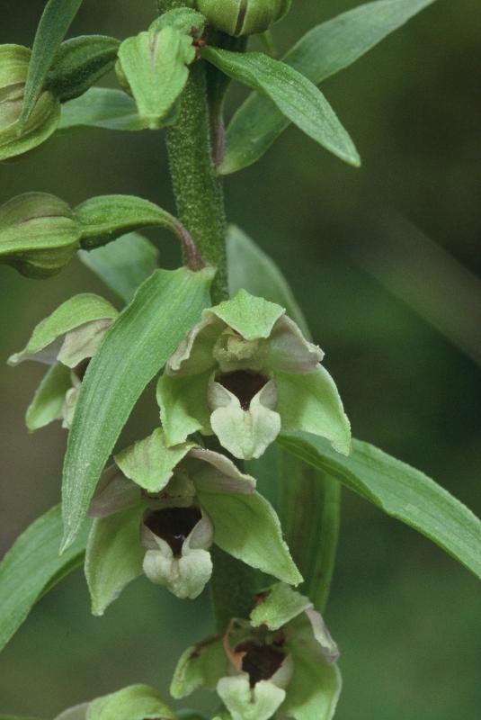 Epipactis helleborine, 26 juin 2001 Causse M�jean (48)