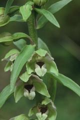 Epipactis helleborine, 26 juin 2001 Causse M�jean (48)