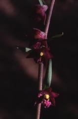 Epipactis atrorubens, 26 juin 2001 Causse M�jean (48)