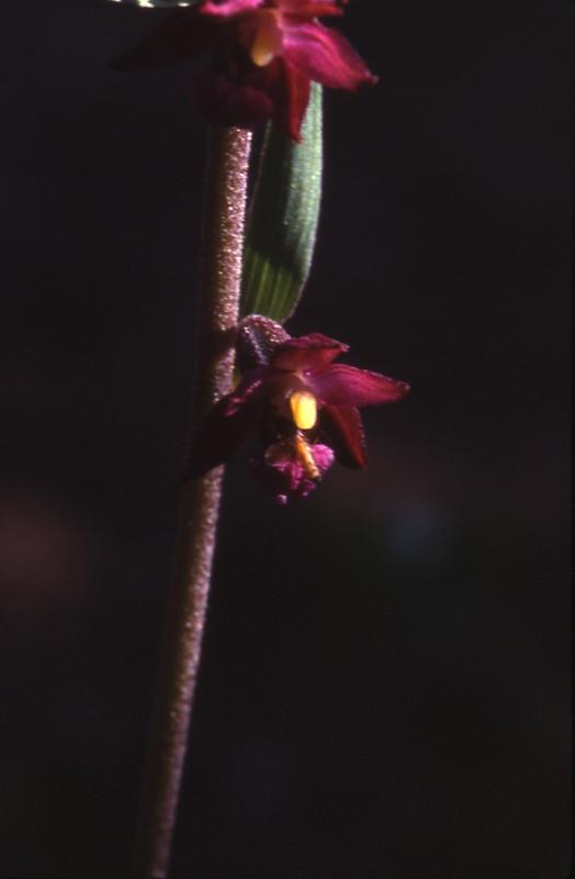 Epipactis atrorubens, 26 juin 2001 Causse M�jean (48)
