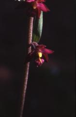 Epipactis atrorubens, 26 juin 2001 Causse M�jean (48)