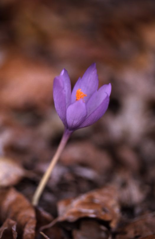 Crocus nudiflorus, 2 d�cembre 2001, Croix de Buzy (64)