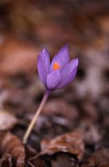 Crocus nudiflorus, 2 d�cembre 2001, Croix de Buzy (64)
