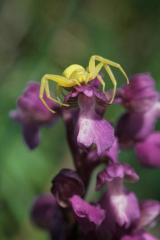  , 19 mai 2002 Erro (Navarre)
Erreur de camouflage : Araign�e crabe sur Orchis morio