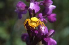  , 19 mai 2002 Erro (Navarre)
Erreur de camouflage : Araign�e crabe sur Orchis morio