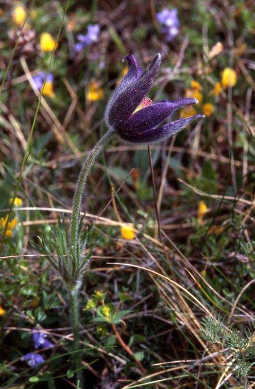 Pulsatilla vulgaris, Causse M�jean (48)