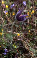 Pulsatilla vulgaris, Causse M�jean (48)