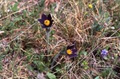 Pulsatilla vulgaris, Causse M�jean (48)