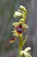Ophrys aymoninii, 1 juin 2002 La Mal�ne (48)