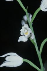 Cephalantera longifolia, 1 juin 2002 La Mal�ne (48)