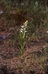 Cephalantera longifolia, 1 juin 2002 La Mal�ne (48)