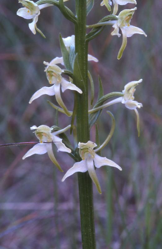 Platanthera chlorantha, 1 juin 2002 La Mal�ne (48)