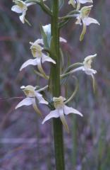 Platanthera chlorantha, 1 juin 2002 La Mal�ne (48)
