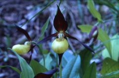 Cypripedium calceolus, 31 mai 2002 La Mal�ne (48)