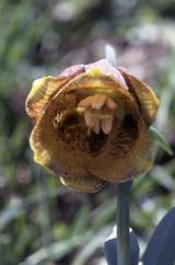 Fritillaria pyrena�ca, Juillet 2002 Tourmalet (64)