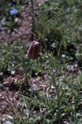 Fritillaria pyrena�ca, Juillet 2002 Tourmalet (64)