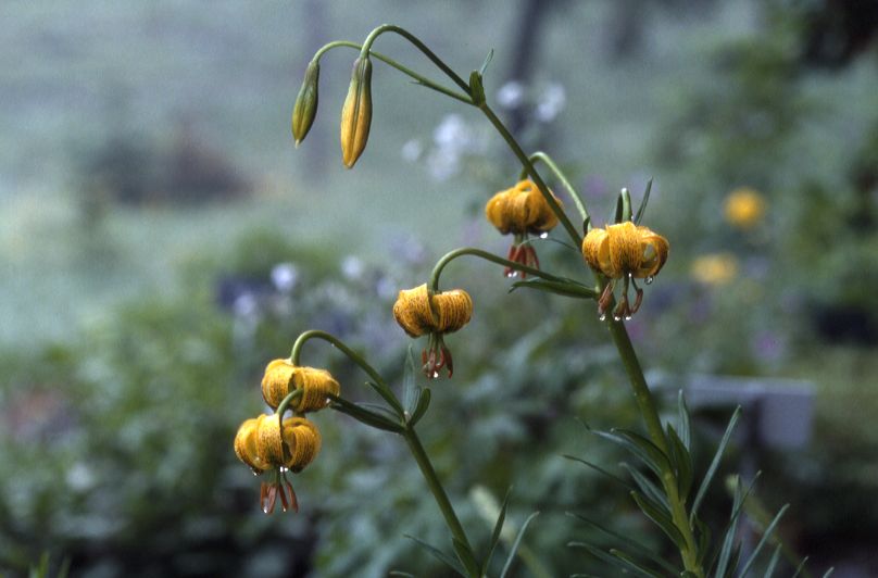 Lilium pyrena�cum, Juillet 2002 Pont de Gaubie (65)