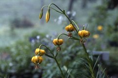 Lilium pyrena�cum, Juillet 2002 Pont de Gaubie (65)