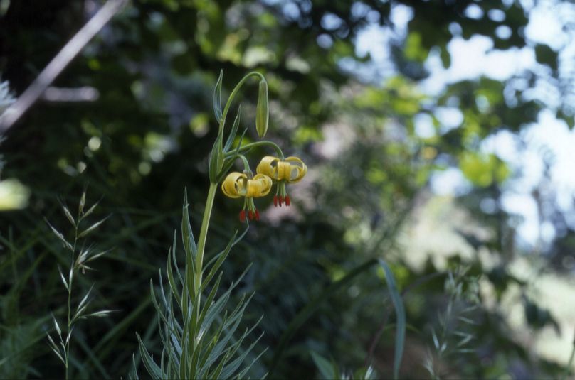 Lilium pyrena�cum, Juillet 2002 Pont Prat (65)