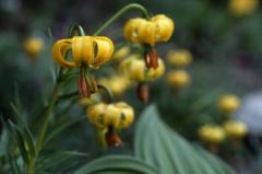 Lilium pyrena�cum, Juillet 2002 Pont de Gaubie (65)