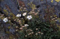 Potentilla alchimilloides, 18 ao�t 2002, Lacs d'Ayous (64)