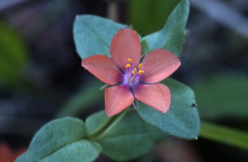 Anagallis arvensis, 16 ao�t 2002, Morcenx (40)