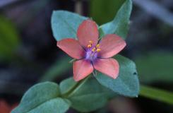 Anagallis arvensis, 16 ao�t 2002, Morcenx (40)