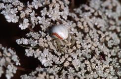  , ao�t 2002 Morcenx (40)
Araign�e crabe sur fleur de carotte